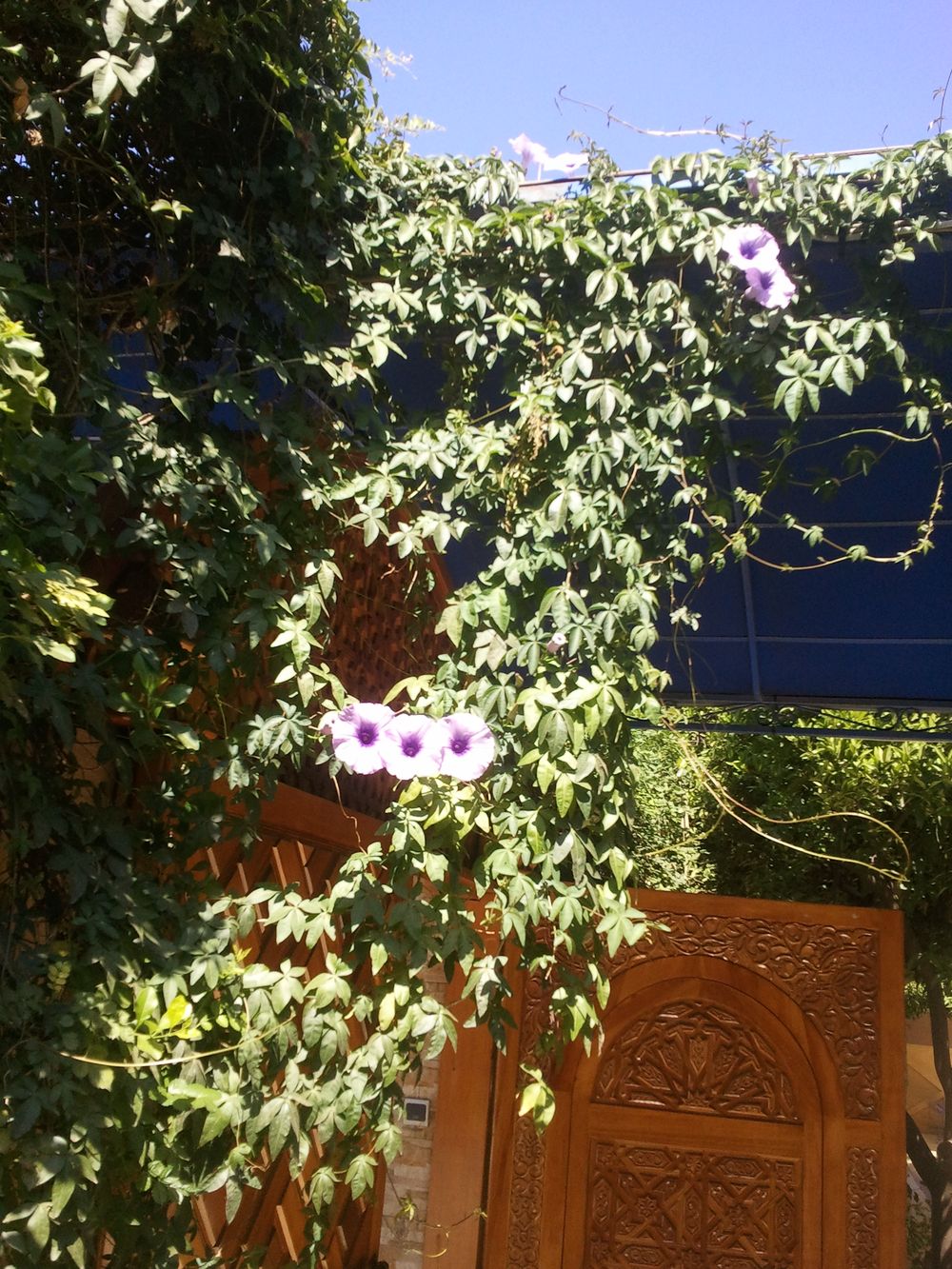 CLC GATE AND FLOWERS